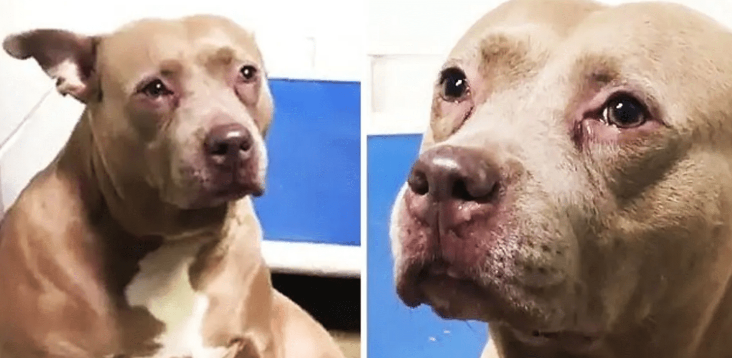 Depressed pit bull filmed ”crying” at shelter after being used for breeding then dumped