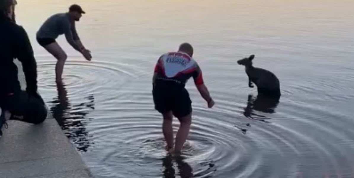 Thankful kangaroo offers a handshake after three men save it from freezing lake