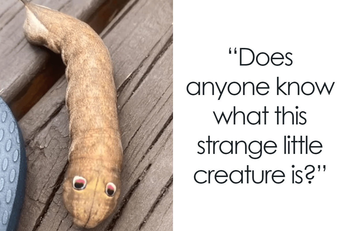 If you see this ‘googly-eyed’ creature in your backyard, here’s what it means